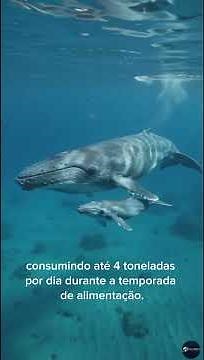 Baleia-Azul: O Maior Animal da Terra Vai Surpreender Você! 🌊 #BaleiaAzul #PlanetaCurioso #oceano