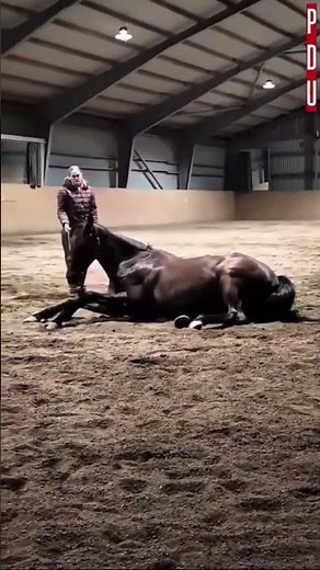 Horse needs human assistance with releasing built up gas #youtubeshorts #viral #shorts