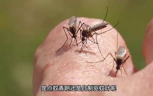 蚊子再多也不怕，教你自制驱蚊液，放在房间里，蚊子来多少灭多少