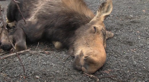 Man Finds Tranquilized Moose Sound Asleep & Loudly Snoring