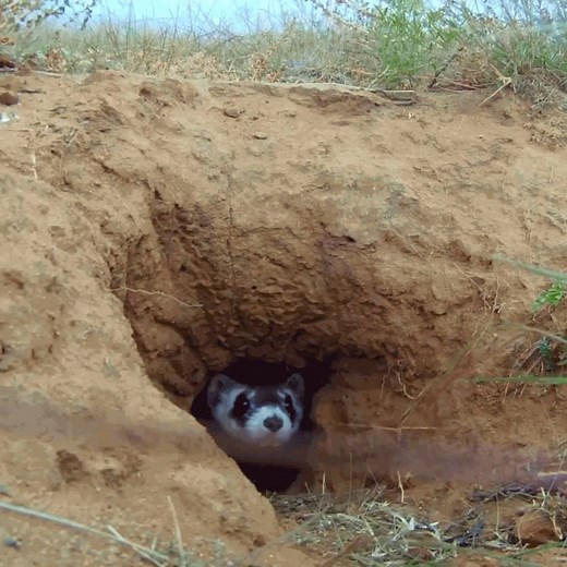 You know what’s wild? We conserve and protect over 800 wildlife species here in AZ. The job is big. But so is our passion. | Arizona Game & Fish Department