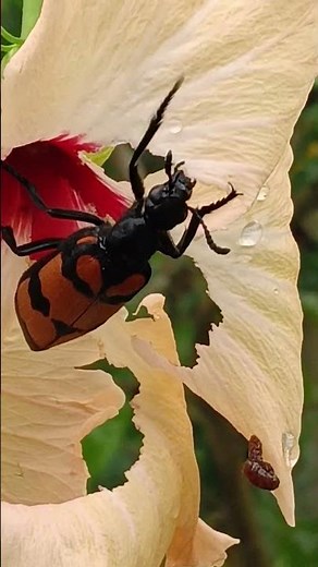 It ate all my flowers