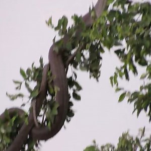 King cobra Vs Mongoose on the tree | J chandola