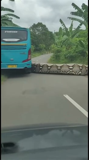 Giant Python Suddenly Approaches a Bus, Passengers Panic