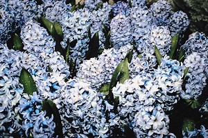 What Are the Dangers of Honeysuckle?