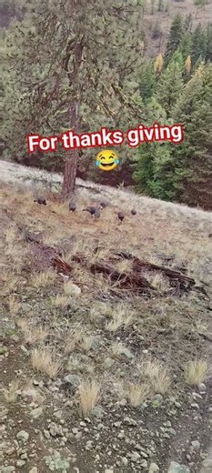 turkeys on our back yard