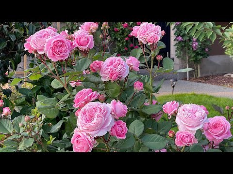 Summer Romance Rose - A fragrant rose to love