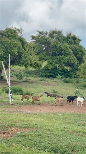 when the komodo dragon run to get goat | Kakoo Ngata