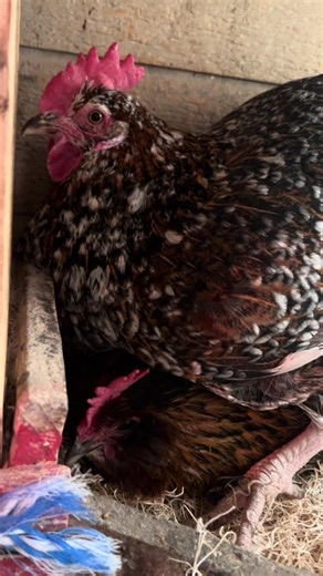 Stackable hen egg laying