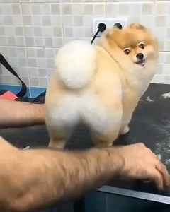 has anyone seen such a beautoful loaf of bread? 😍 | Dang, Doggo