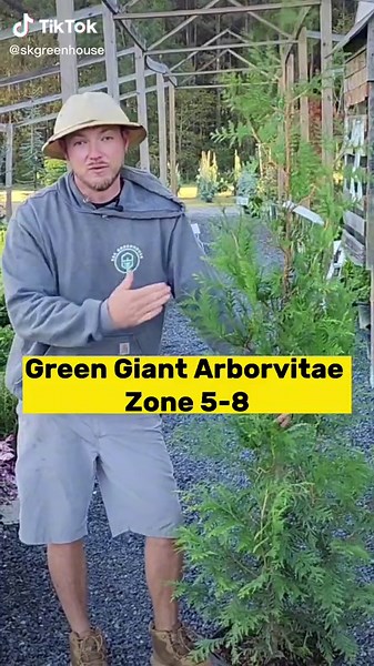 Best Low Maintenance Privacy Screen Tree - Green Giant Arborvitae
