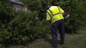 From planting trees to mowing grass, the work of the Forestry Division of the Springfield City Service Department helps beautify our community and has kept the City’s Tree City USA status for more than 40 years. | City of Springfield, Ohio - Government