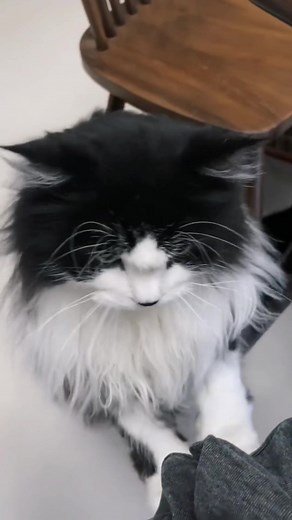 Catonline on TikTok