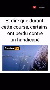 Roro le costaud on Instagram: "« une personne handicapée est juste une personne capable autrement » . Like, commente et partage si tu aimes le message ❤️🫶 . #Handicapé #Tétraplégique #Tétraplégie #FauteuilRoulant #HumourNoir #Humour #Papa #Parents #Autodérision #couple #couplesgoals #famille #voiture #voitureadaptée #handisport"