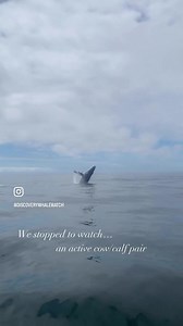 Another amazing 6hr extended trip! Killer Whales first, then Humpback Whales, and Fin Whales! It was beautiful day of whale watching in Monterey Bay 🐋♥️ Our next 6hr trip is May 15 and that’s with guest Marine Biologist and Killer Whale researcher Josh McInnes. Call or book online 🌊 . . #whales #montereybay #orcas #wildlifephotography #whalewatching | Discovery Whale Watch