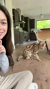 sad Chloe 🥲 Chloe had been crying since 4 this morning, and usually when she does that it means she had eaten something she wasn’t supposed to or did something she wasn’t supposed to, like peeing on her bed. I remembered once I got up that last night I had taken her Liberty Ball away, and she was upset about it all night 😭 | Chloe the Serval