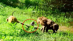 O m g!! Small monkey working so hard to save his friend from Ashley b e a t e n in thr water | Adorable Monkey