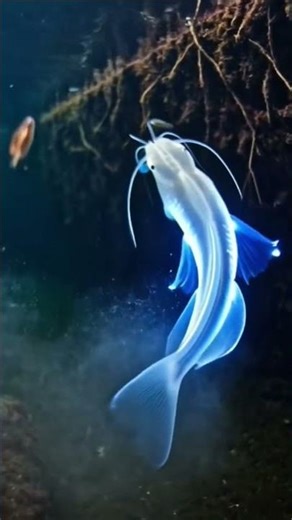 Deep Darkness: The Alien Creature No One Has Seen”