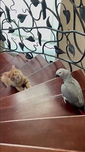 Talking Parrot Learns New Trick LIVE! 🦜💬 | Smart Bird Routine