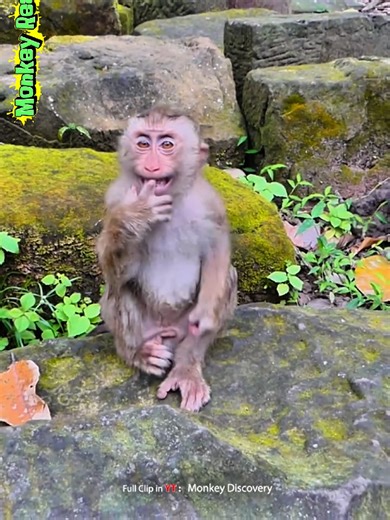 Baby Monkey Cries When Dad Stops Milk Feeding