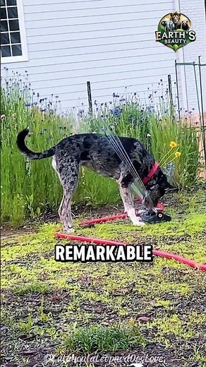 Why Catahoula Leopard Dogs Are So Unique #shorts #animals