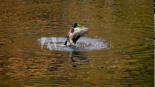 Beautiful duck flapping its wings in pond. Bird, animal, wild, park, day, nature, lake, river, waves, ripple, splash, splashing, floating, scene, outdoor, slow motion, close up, hd. ProRes 422 HQ.