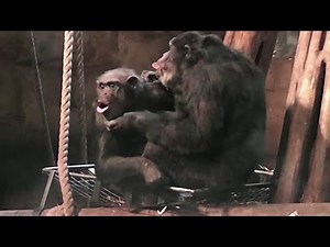 Chimpanzee lip-smacking offers clue to evolution of human speech