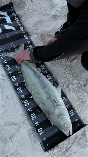 heaps salmons like high 70s #fisho #beach #fishing #salmon #fyp