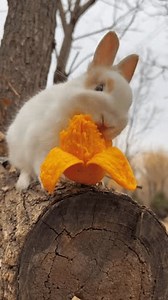 white rabbit eating a yellow mango on a tree stump.