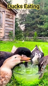 Ducks Eating #duck #birds #wildlife