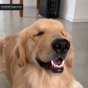 Pure Joy 😋 https://purrfectlyyappy.com | PurrfectlyYappy.com