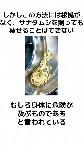【サナダムシダイエット】寄生虫・サナダムシに関する雑学 #雑学 #ゆっくり解説 #寄生虫