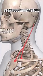 The sternocleidomastoid (SCM) is a prominent superficial neck muscle with two heads — the sternal and clavicular heads. It originates from the manubrium of the sternum (sternal head) and the medial third of the clavicle (clavicular head). Both heads merge and insert into the mastoid process of the temporal bone and the lateral portion of the superior nuchal line of the occipital bone. It is innervated by the accessory nerve (cranial nerve XI), with some proprioceptive input from the cervical ple