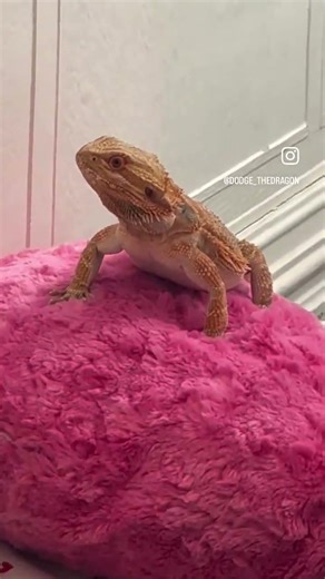 WORLDS CLEVEREST DRAGON #reptiles #dragon #beardeddragon #beardeddragonlizard #lizard #dino #reptile