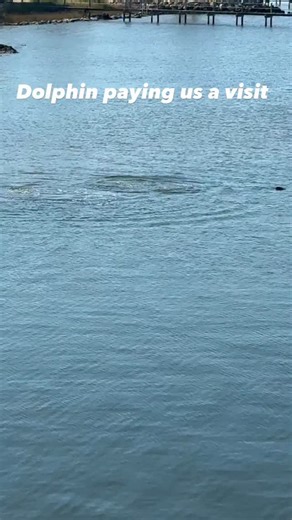 Dolphin paying us a visit this morning | Billy Dean