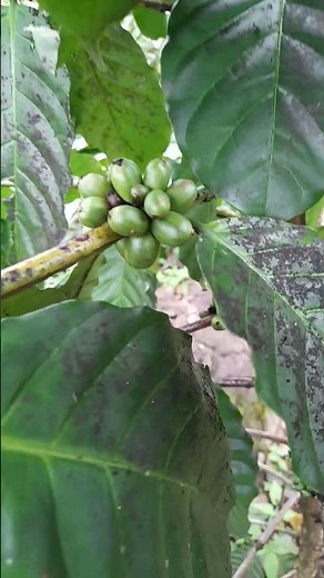 West Java Coffee January 2026#kopirobusta #kopiindonesia #perkebunankopi #nature