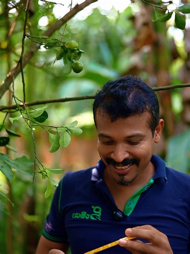 Chocolate vs Calamansi: Sweet and Sour Showdown