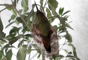 351K views · 28K reactions | BELLA LAID HER 2ND EGG!!! For the first time in the 15 years that hummingbirds have been nesting in my yard, Bella laid her 2nd egg 4 days after laying her 1st egg. Typically they lay the 2nd egg 1-3 days after the 1st. 1st egg laid 4/16/20. 2nd egg 4/20/20. She will now incubate her eggs for next 15-18 days. Come take a seat on the branch and watch Bella's LIVE webcam: www.bellahummingbird.com | Bella Hummingbird Webcam | Facebook