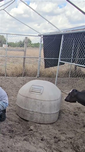 Baby Cow was curious but scared of what I was doing in her pen today, funny animals