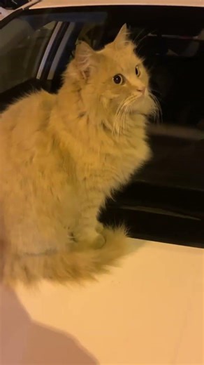 Beatiful yellow cat 🥰😻 #cat #cats