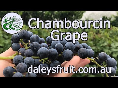 The Chambourcin Grape offers so much. Summer shade, winter sun and delicious big bunches of fruit.