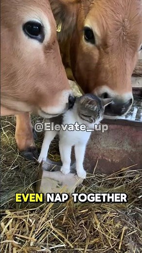 The Cutest Family: Cat and Cow! 😍🐱 #AnimalLove