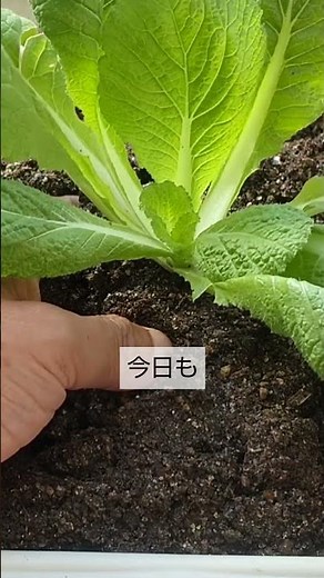9/25【白菜】植付け 白菜は初めて育てるので 注意する事などアドバイスをお願いします