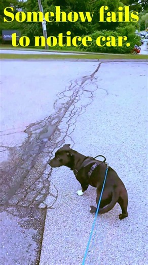 My Favorite Himbo #dachshund #pitbull #cute #cutedog #doglife #dogmom #myboy #mamasbaby #shorts