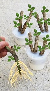 185K views · 533 reactions | TECHNIQUE TO ROOT ANY BRANCH (Only 1 ingredient) | Nature's Tricks & Tips | Facebook