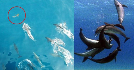 11 Facts About Dolphins That Prove They Are A Vicious Nightmare