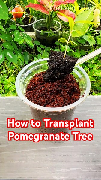 How to Transplant a Pomegranate Tree #transplant #pomegranate