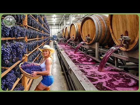 How Wine Is Made - Incredible Million Tons of Grape Factory Process