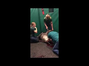 Difficult horse birth with Vet assistance