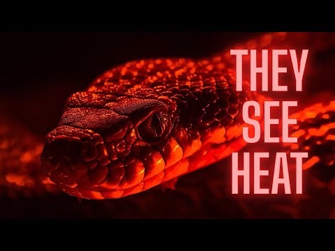 How Snakes See Heat